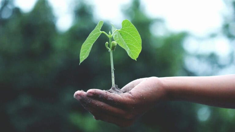 Dünya Çevre Günü 2025: “Toprağımız, geleceğimiz” temasıyla küresel eylem çağrısı