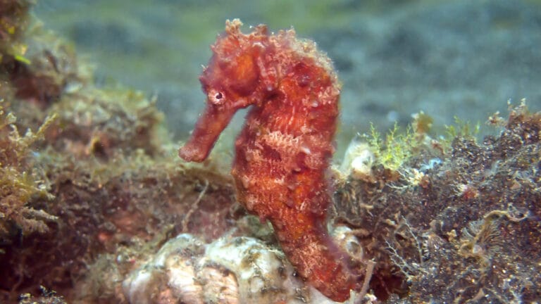 Her yıl milyonlarca denizatı yasadışı yaban hayatı ticaretinde kayboluyor