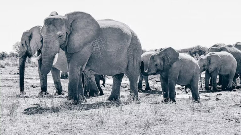 Zimbabve en az 50 filin itlaﬁna izin verdi