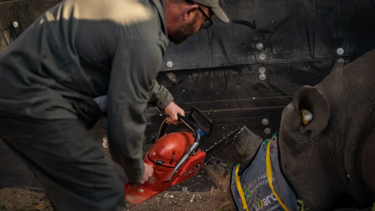 Gergedanları kurtarmak için “boynuz kesme” yöntemi etkili oldu