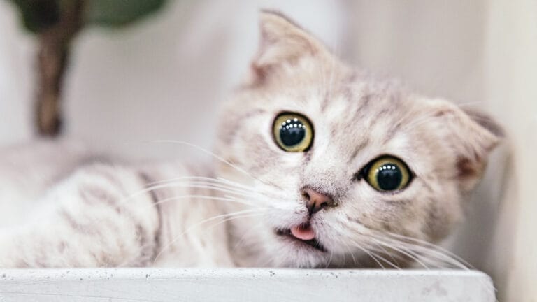 Kediler sahiplerinin kokusunu ayırt edebiliyor mu?