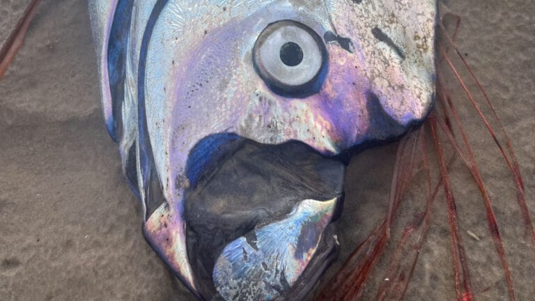 Tazmanya kıyısında nadir görülen dev ‘kıyamet balığı’ karaya vurdu