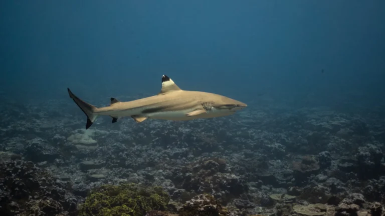 İklim değişikliği, İngiltere kıyılarındaki deniz türlerini yeniden şekillendirebilir