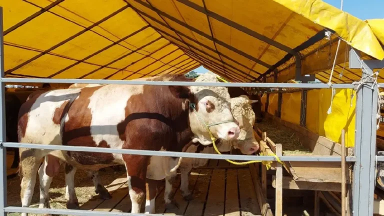 Kurban Bayramı’nın ilk günü hava nasıl olacak?
