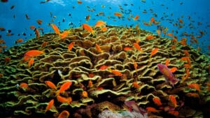 BM: Güneybatı Pasifik 2024’te benzeri görülmemiş deniz sıcak hava dalgalarıyla karşı karşıya kaldı