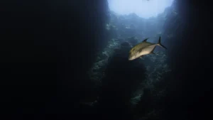 ‘Zaman ayarlı bomba’: Deniz asitlenmesi kritik seviyeye ulaştı, ekosistemler tehdit altında