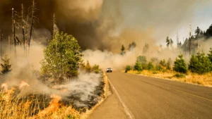 21. yüzyılda, ormanların 3’te 1’i geri döndürülemez şekilde yok oldu! Yapay zeka analiz etti