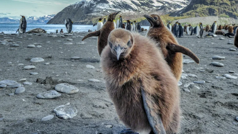 Antarktika’da imparator penguen sayısı 15 yılda yüzde 22 azaldı