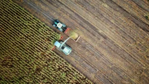 Çiftçiler uyum sağlasa bile iklim krizi temel gıda ürünlerini vuracak