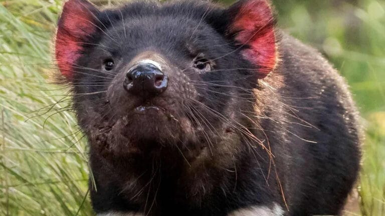 Avustralya anakarasında Tazmanya canavarları için tarihi üreme sevinci