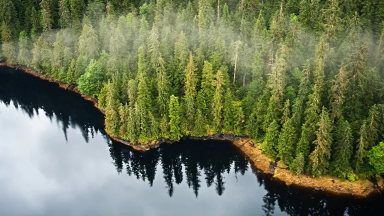 Trump yönetimi, milyonlarca dönüm ulusal orman alanının korumasını kaldırmayı planlıyor