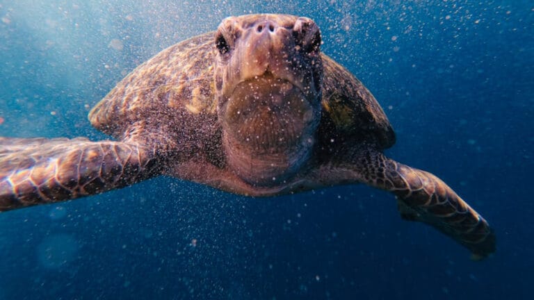 Caretta Caretta ısırma vakaları artıyor: “Yaşam alanları işgal altında”