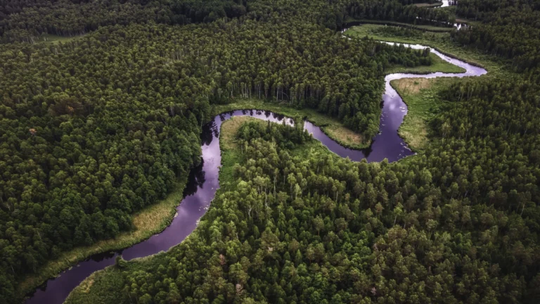 Amazon Havzası’nda çok uluslu çevre operasyonu: 94 gözaltı, 64 milyon dolarlık mal varlığına el konuldu