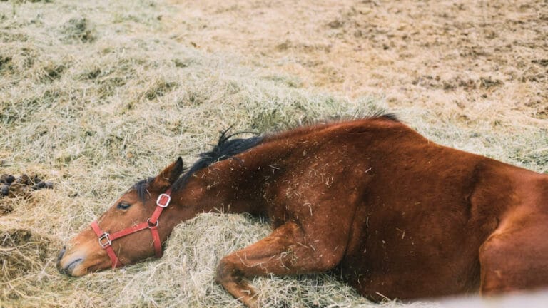 Hayvanlar ölümü anlar mı?