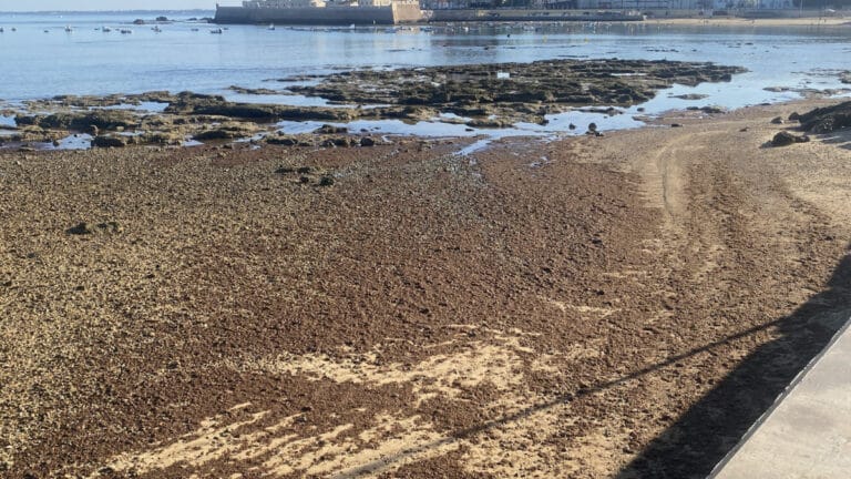 Binlerce ton istilacı deniz yosunu İspanyol plajlarını “boğdu”: Çevre felaketi endişesi
