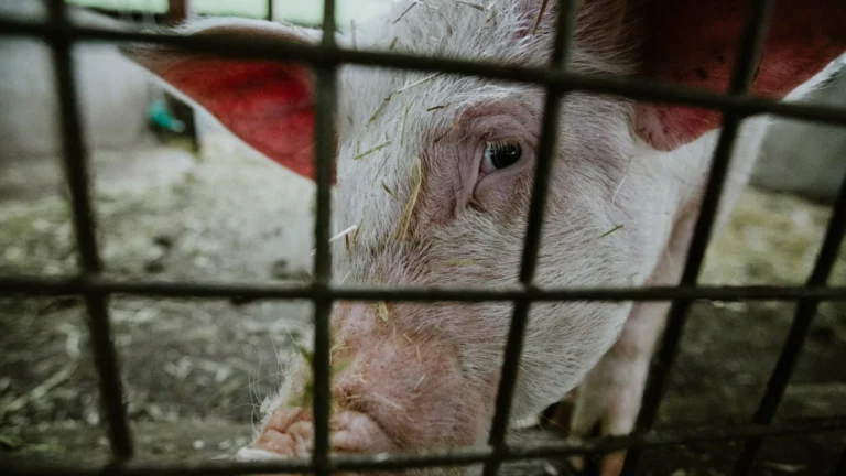 Domuz çiftliğinin yarattığı kirlilik insan hakları ihlali sayıldı