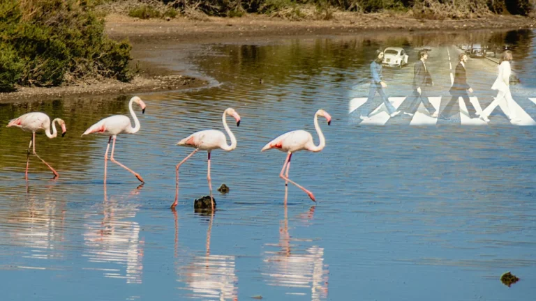 İtalya’da risotto pirinci flamingoların tehdidi altında
