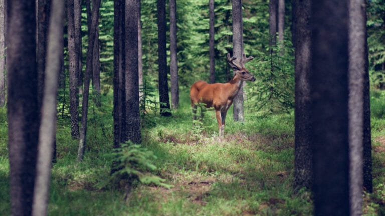 Hayvan popülasyonları yoğun olan ormanlar 4 kat daha fazla karbon depoluyor