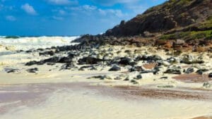 Güney Avustralya’da zehirli alg patlaması 12.000’den fazla hayvanın ölümüne yol açtı