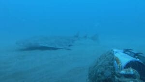 Kritik derecede nesli tükenmekte olan melek köpekbalığı Galler kıyılarında görüntülendi