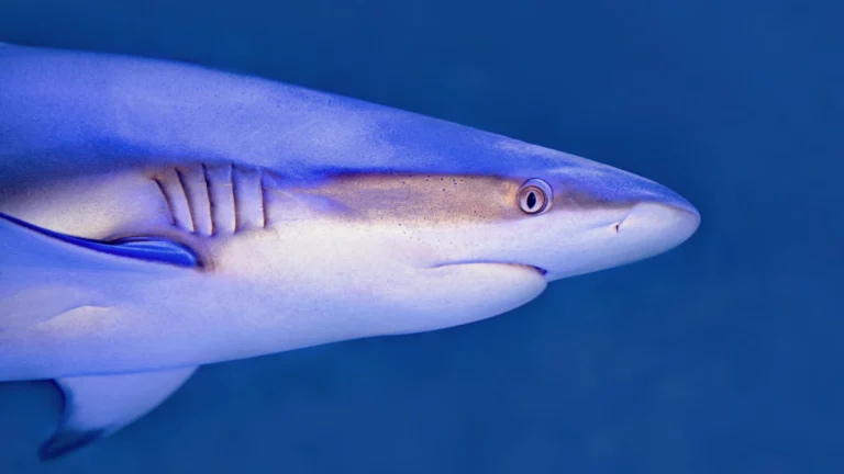 Türkiye kıyılarında köpekbalığı sayısı artıyor mu?