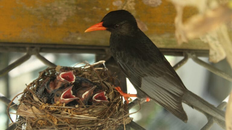 Sıcak hava dalgaları kuşların üreme dönemini nasıl etkiliyor?