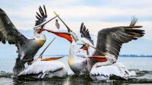 Danimarka’da beyaz leylek popülasyonunda on yılların en yüksek yavru sayısı görüldü