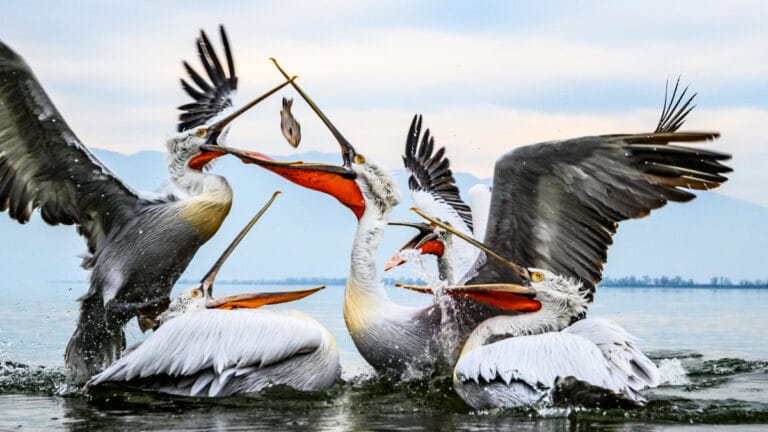 Danimarka’da beyaz leylek popülasyonunda on yılların en yüksek yavru sayısı görüldü