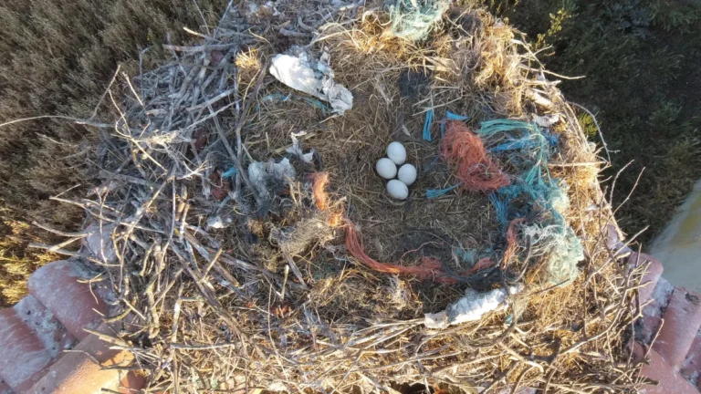 Genç leylekler plastik atıklarla nasıl boğuluyor?