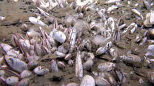 Pasifik Okyanusu’nun derinliklerinde ‘kimyasal yiyen’ canlılardan oluşan canlı bir vaha keşfedildi