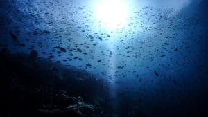 Denizlerde sıcaklık alarmı: Okyanuslarda geri dönüşsüz noktaya mı gelindi?