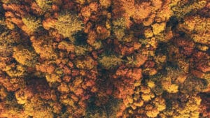 Bilim insanları, hastalıklı ormanların daha az CO2 emmesi nedeniyle AB’nin iklim hedeflerinin risk altında olduğunu söyledi