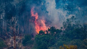 Türkiye’de 12,5 milyon hektar orman yangını tehdidi altında!