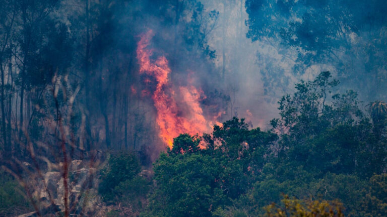 Türkiye’de 12,5 milyon hektar orman yangını tehdidi altında!