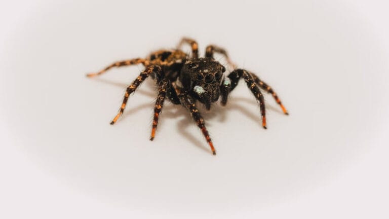 Örümceklerin okyanusta evrimleştiği ortaya çıktı