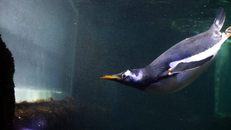 Macellan penguenleri enerji tasarrufu için okyanus akıntılarını kullanıyor