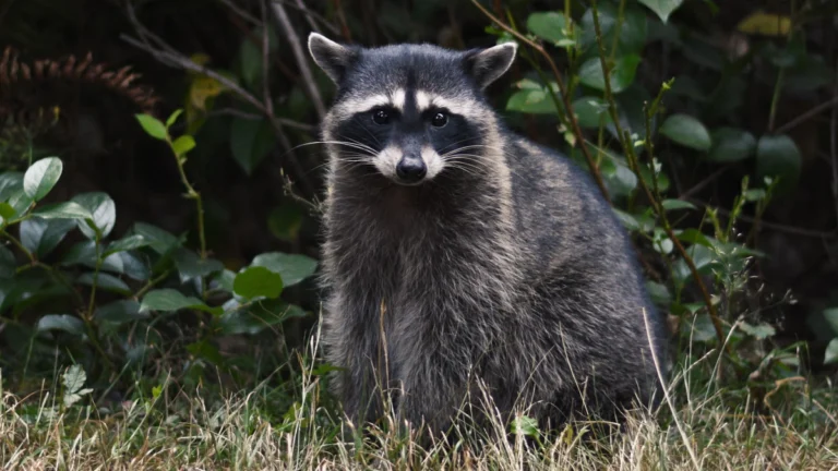 Almanya’da istilacı rakun alarmı: ‘Avlanma çılgınlığı’ sergiliyorlar