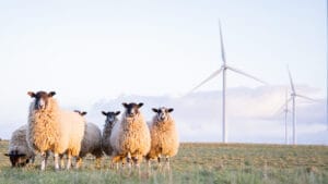BM’nin yenilenebilir enerji hedefi tehlikede: Hükümetler 3 katına çıkarma taahhütlerini yerine getiremiyor