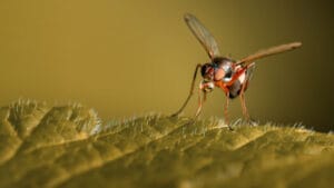 Zimbabve’de sıtma “intikamla geri döndü”: Ölümler 3 katına çıktı