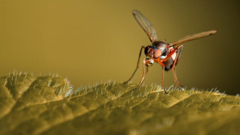 Zimbabve’de sıtma “intikamla geri döndü”: Ölümler 3 katına çıktı