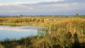 Küresel sulak alan kaybı 2050’ye kadar 39 trilyon dolarlık ekonomik kayıp getirebilir