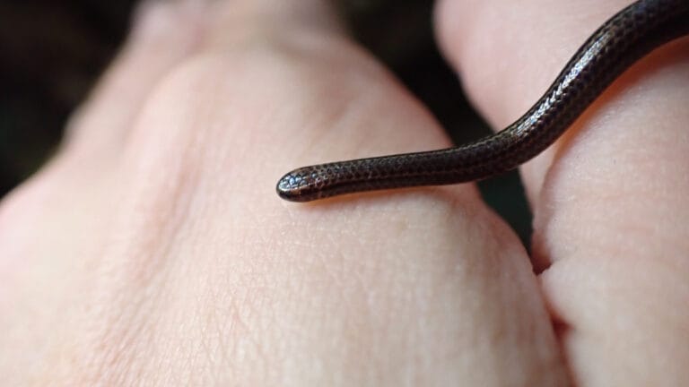 Dünyanın en küçük yılanı 20 yıl sonra Barbados’ta yeniden keşfedildi