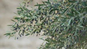 KTÜ’den termik santral yakını zeytinlerle ilgili çarpıcı araştırma: Ağır metal birikimi tespit edildi