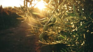 Zeytinlik yasası Meclis’ten geçti! Yasa neler içeriyor