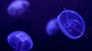 Fransa’da birçok plaj zehirli ‘Portekiz askeri’nin görülmesi üzerine kapatıldı