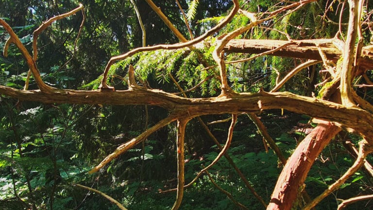 Ağaçlar da içlerinde birer ekosistem taşıyor: Her ağaçta bir trilyon küçük canlı var