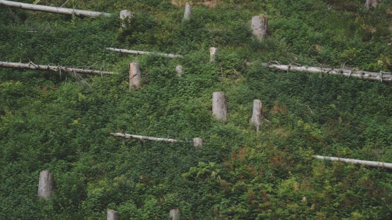 Ormansızlaşma son 20 yılda yarım milyon insanın ölümüne yol açtı
