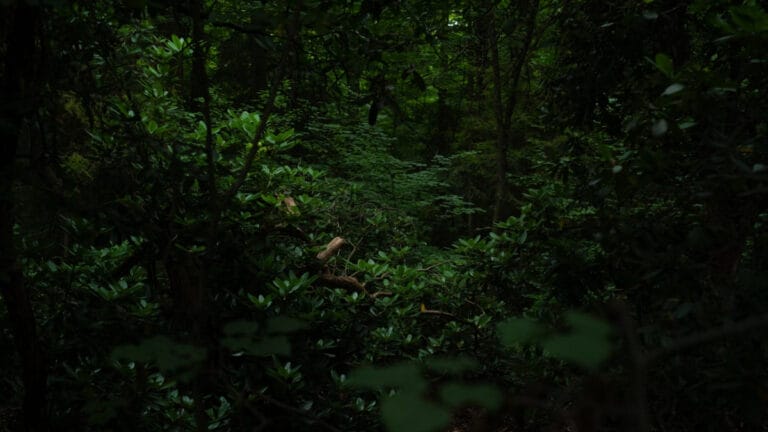 Brezilya, Amazon yağmur ormanları için kritik bir korumayı askıya aldı