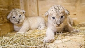 Çekya hayvanat bahçesinde dört nadir berberi aslanı yavrusu dünyaya geldi