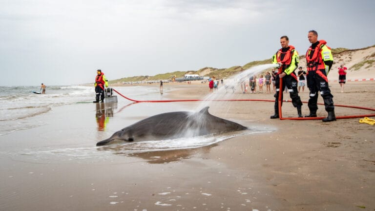 İskoçya’da balina ve deniz memelilerinin karaya vurma vakaları yüzde 800 arttı